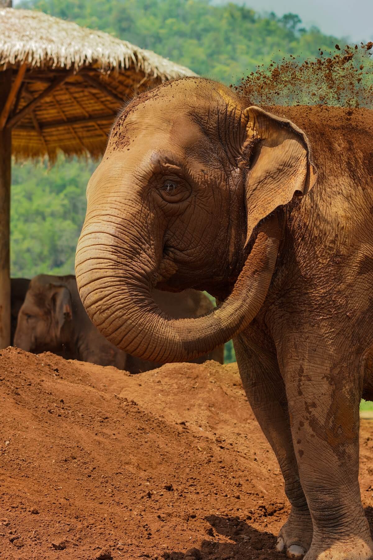 Elephant playing in mud at it's ethical sanctuary in Koh Samui, Thailand