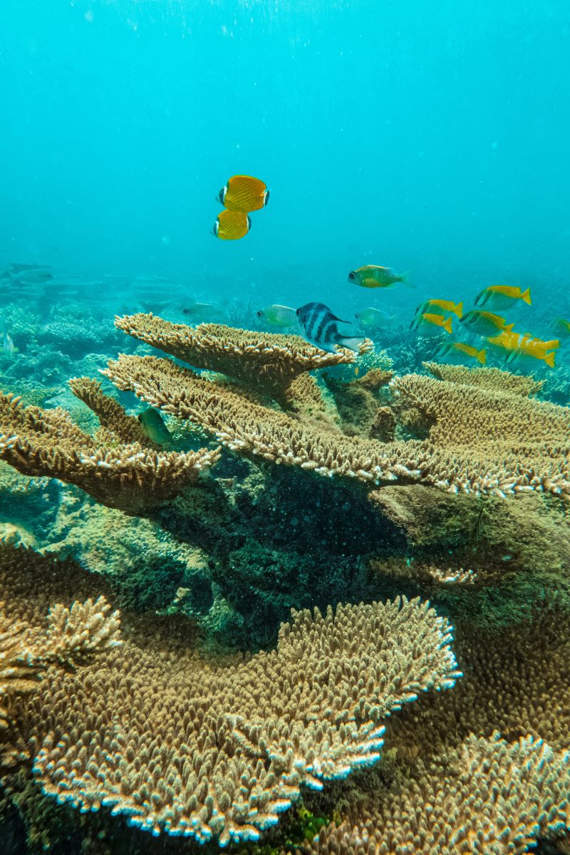 Coral reef with fish swimming in clear blue water