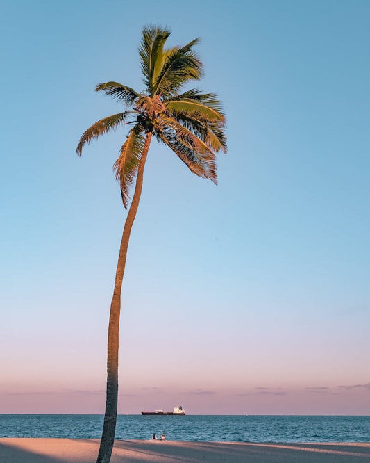 Palm tree on the shores of Koh Phangnan, Thailand