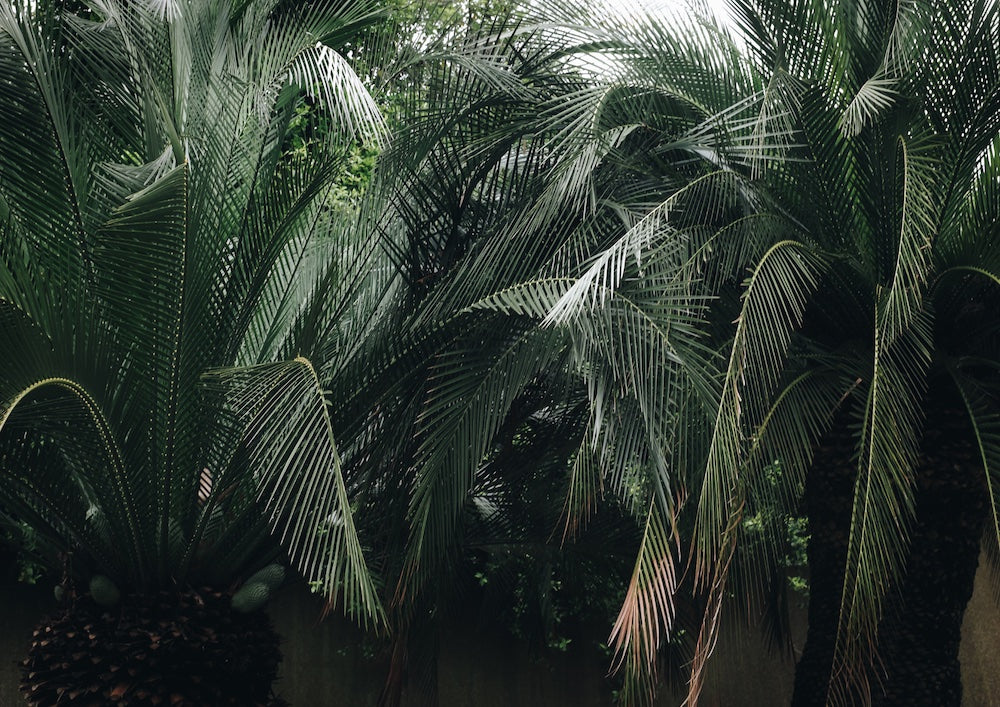 A picture of a jungle landscape with lots of green leaves