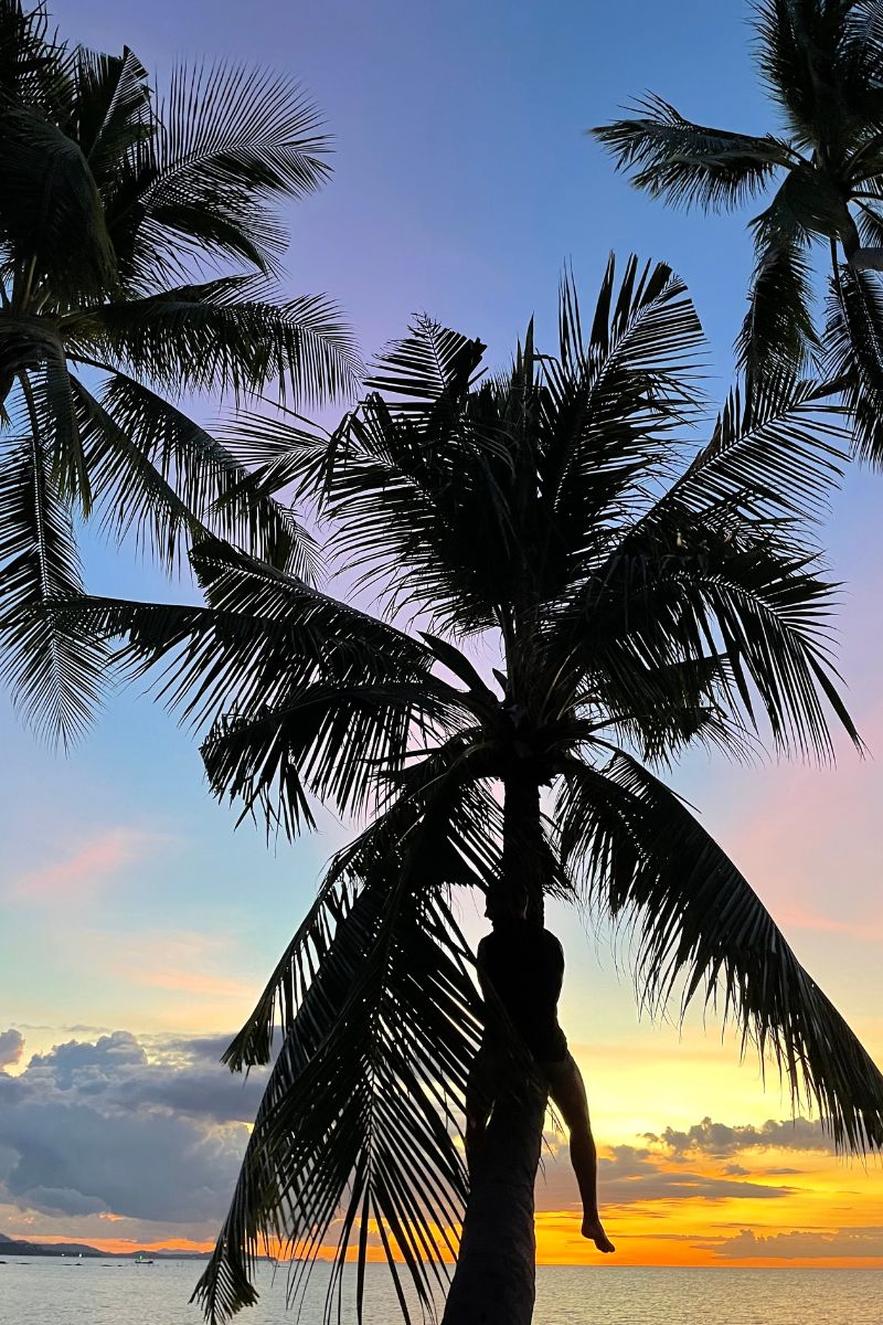 Person standing under a palm tree with a colorful sunset in the background