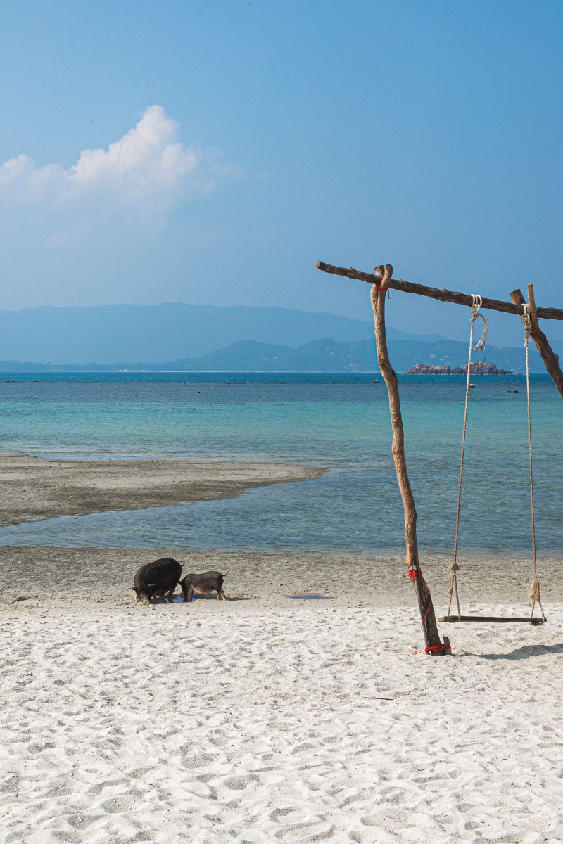Beach scene with a swing, two dogs, and mountains in the distance.