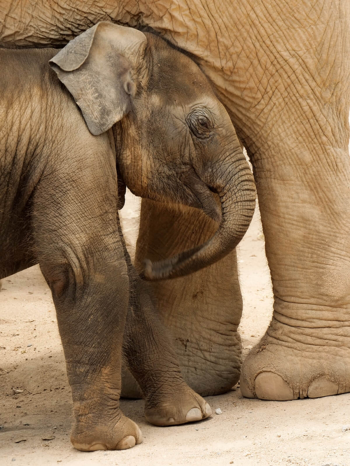 Baby elephant with it's mother in Koh Samui Thailand