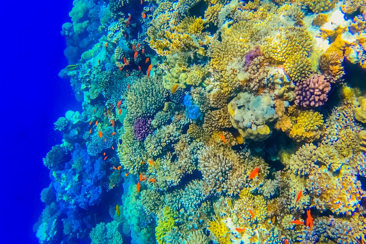 Coral reef with vibrant fish in Koh Tao, Thailand