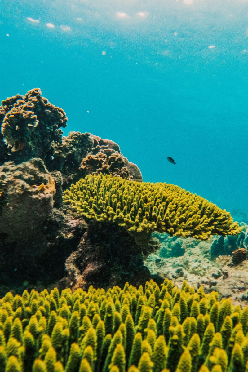 Underwater scene with coral and a fish in clear blue water