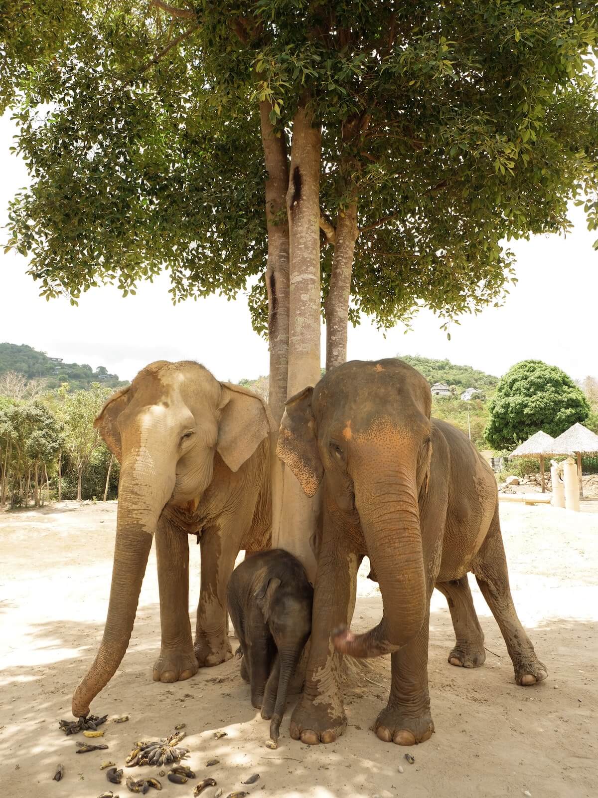 Elephants in their sanctuary in Koh Samui, Thailand