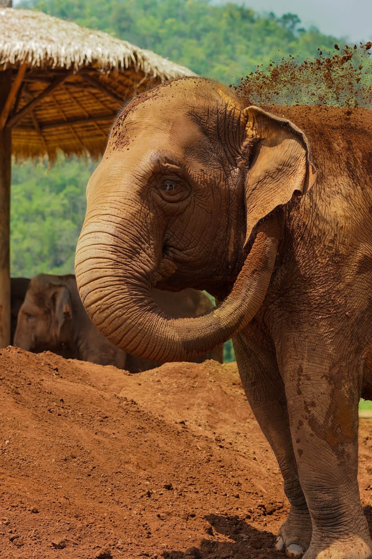 Elephant playing in mud at it's ethical sanctuary in Koh Samui, Thailand 