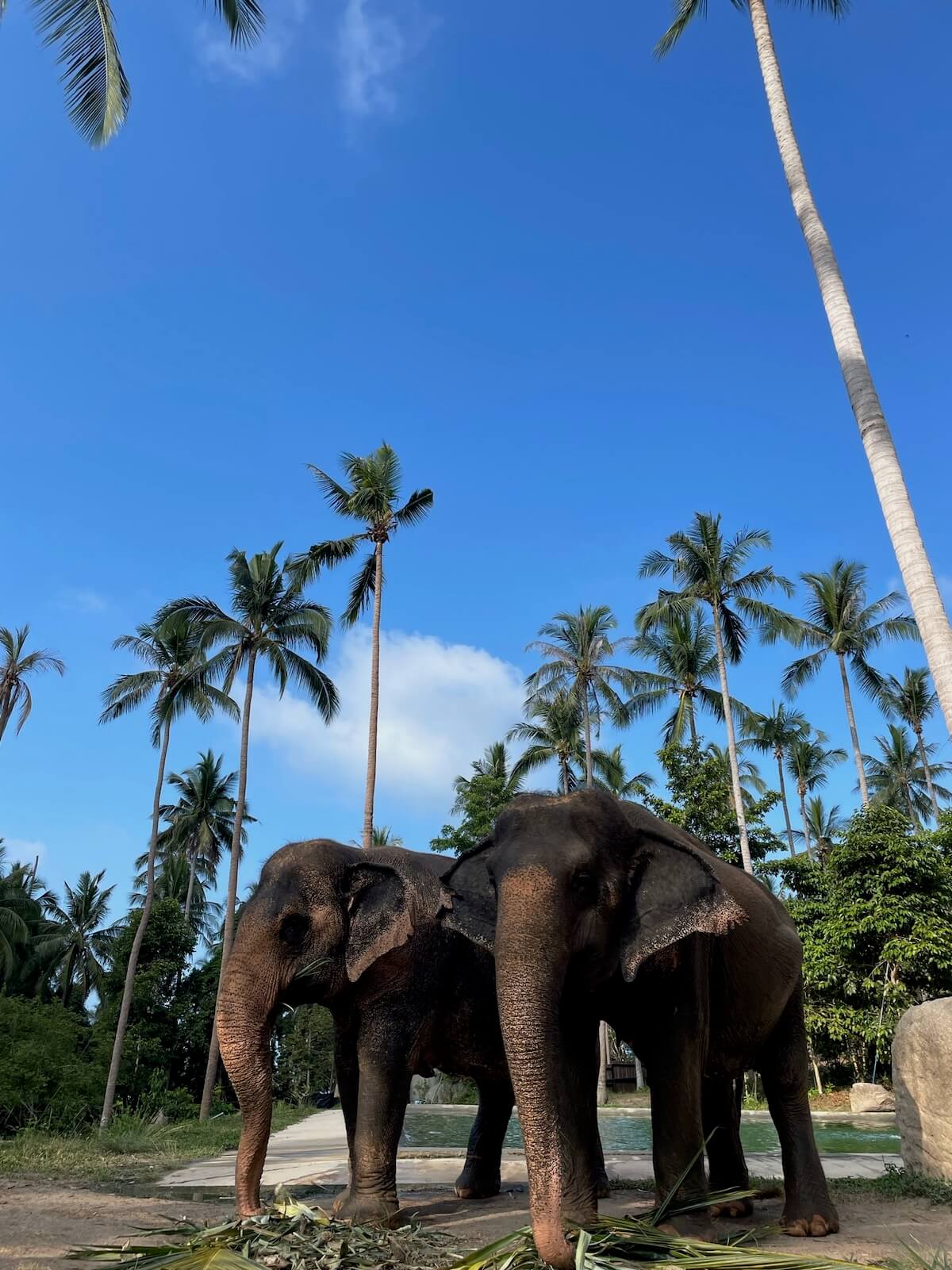 Koh Samui ethical elephant sanctuary in Thailand