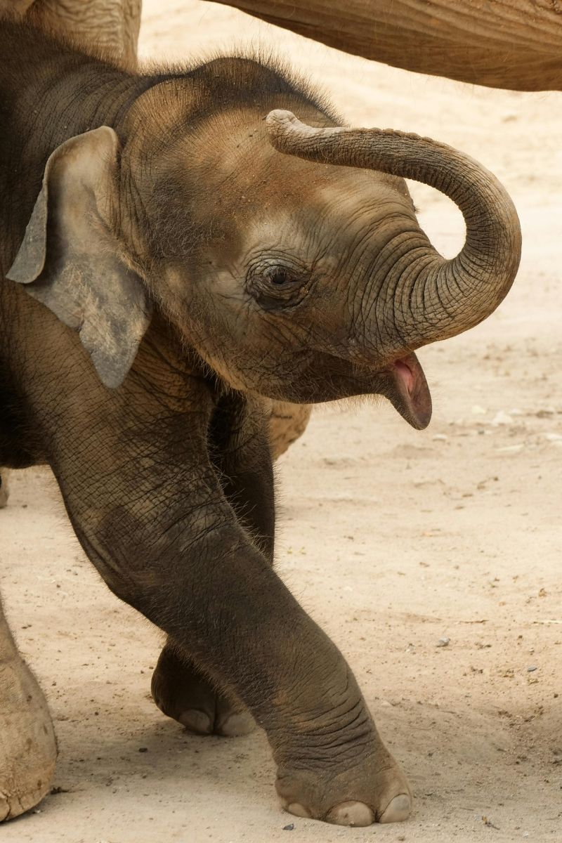 Young elephant with its trunk raised on a sandy ground