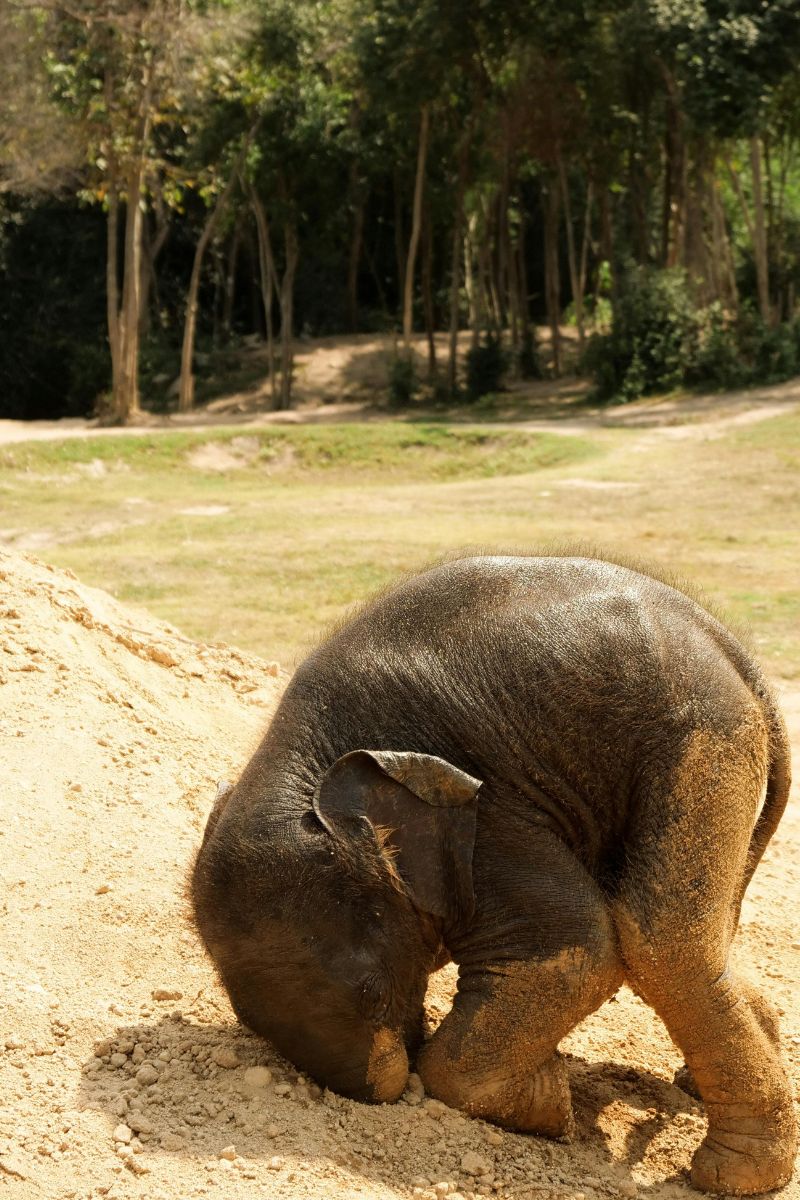 Young elephant in a natural setting with trees and open space