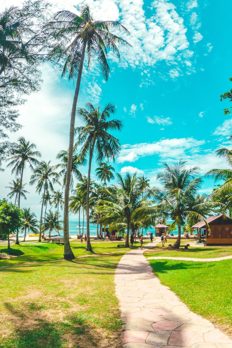 Tropical beach with palm trees, a clear blue sky, and a path leading to the ocean.