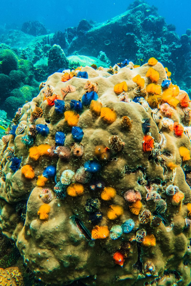 Colorful coral polyps on a coral reef with a blue underwater background