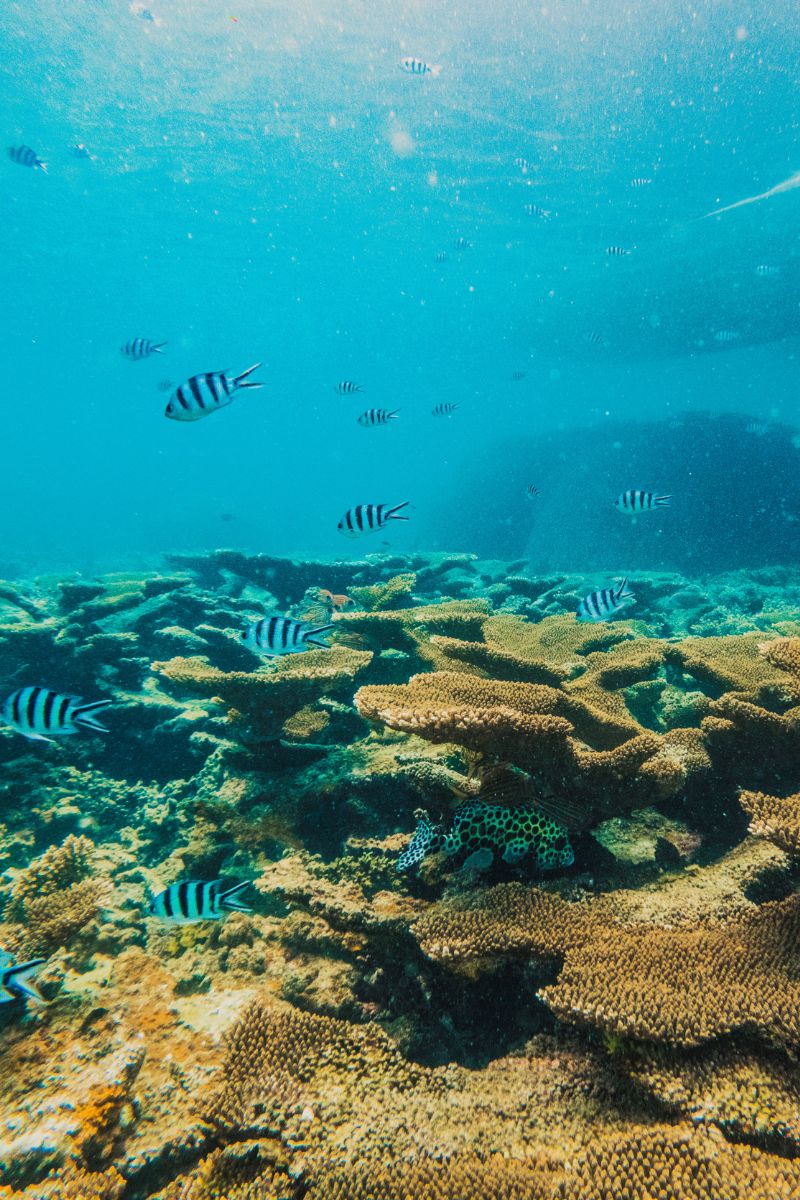 Fish swimming around a coral reef in clear blue water
