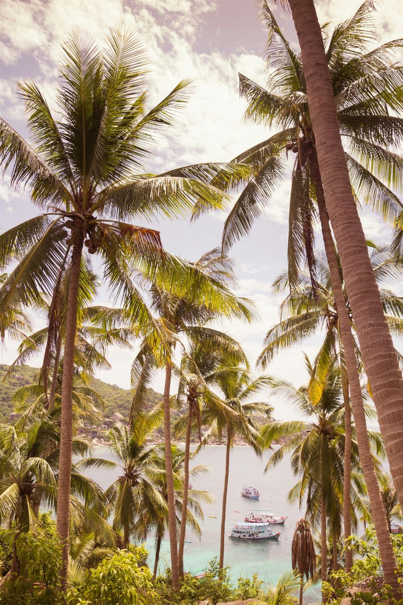 Tropical landscape with palm trees and a boat on the water