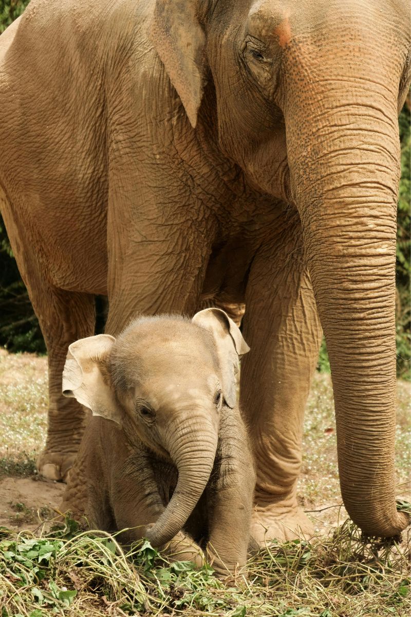 Two elephants, one adult and one baby, standing close together on a grassy ground.