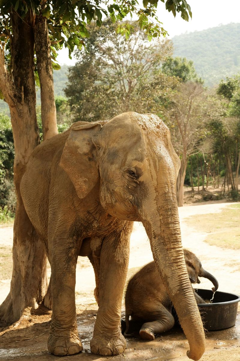 Elephant standing next to a tree with another elephant in the background