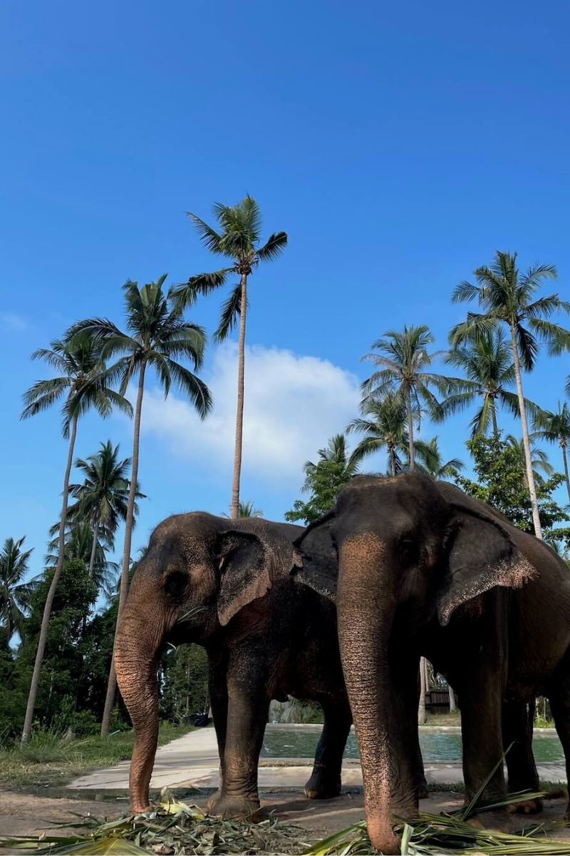 Two elephants standing on a path with palm trees in the background