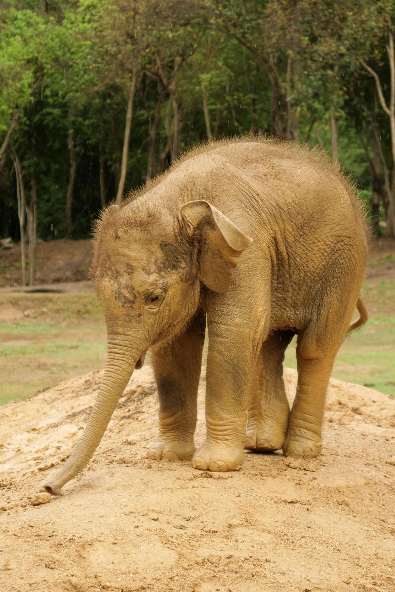 Young elephant standing on a dirt path with trees in the background