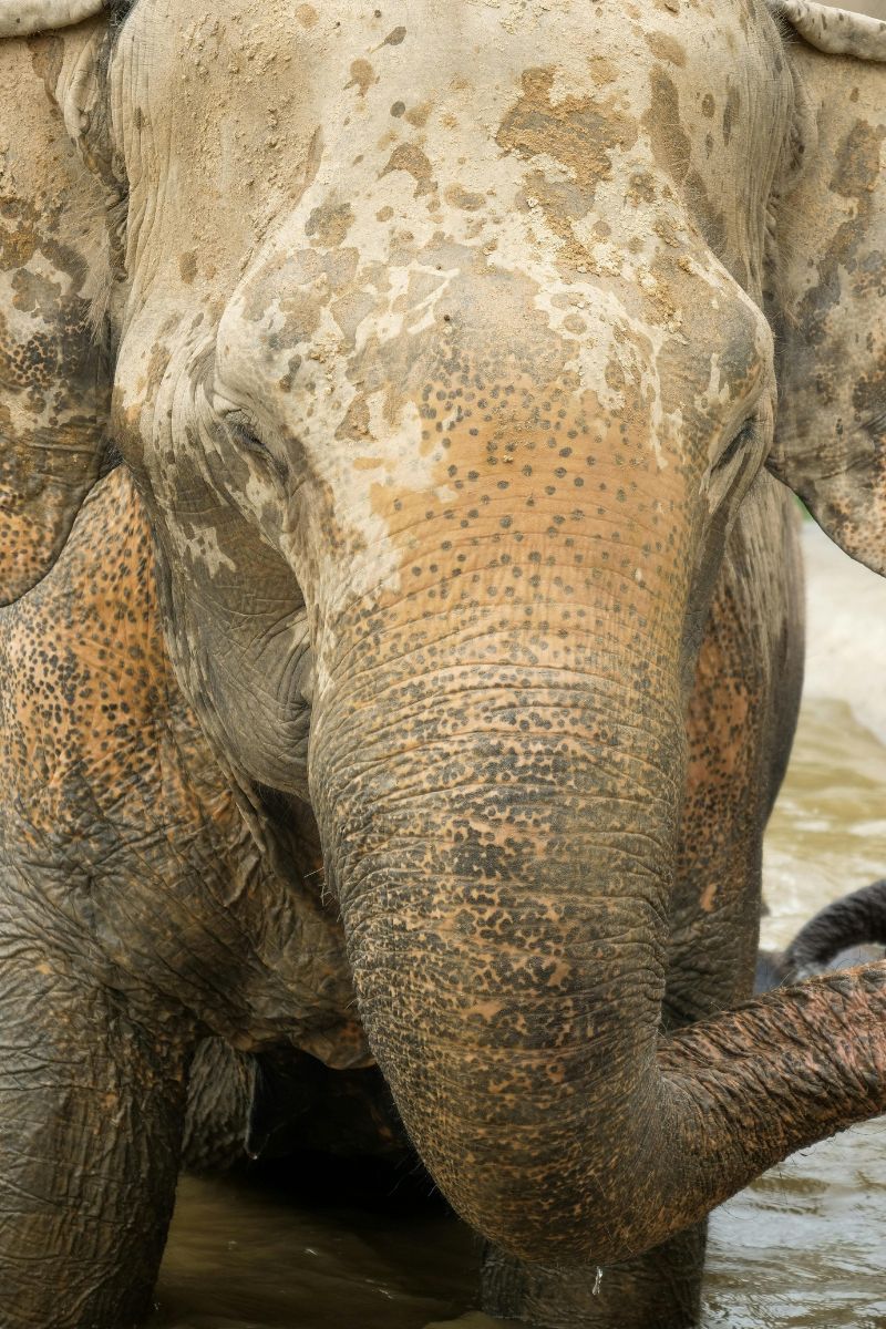 Close-up of an elephant's head and trunk in a muddy water setting