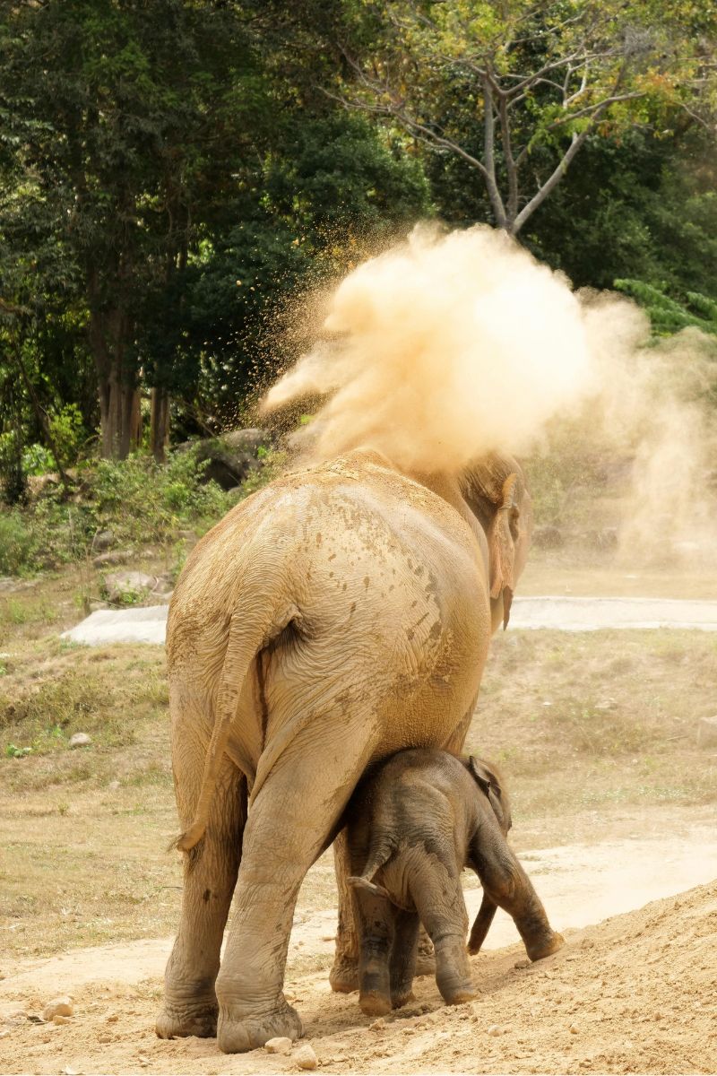 Two elephants, one adult and one juvenile, playfully interacting in a natural setting with trees in the background.