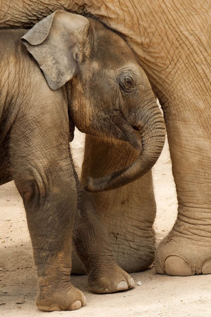 Baby elephant standing next to an adult elephant on a sandy ground.