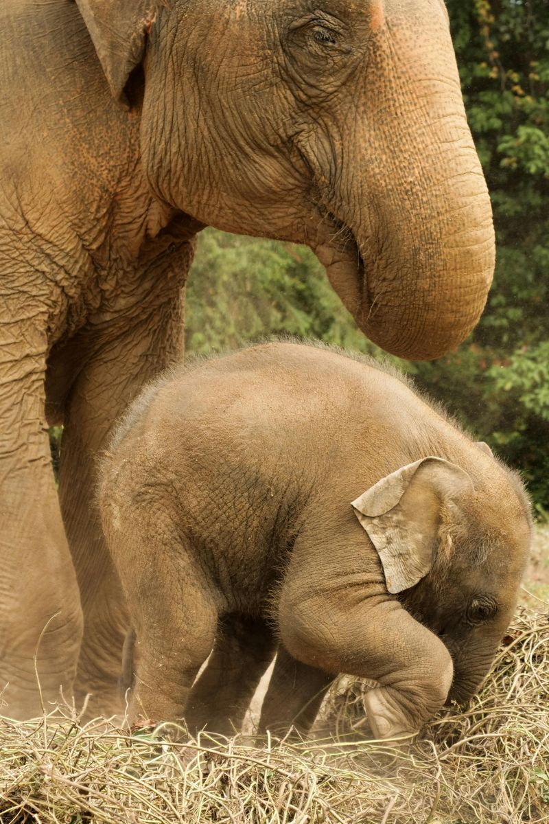Two elephants, one adult and one baby, standing close together in a natural setting.