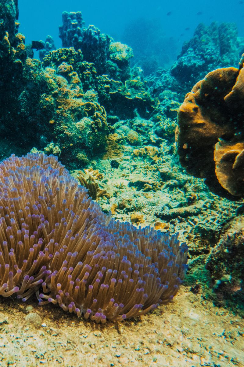 Underwater view of a coral reef with a prominent purple anemone.