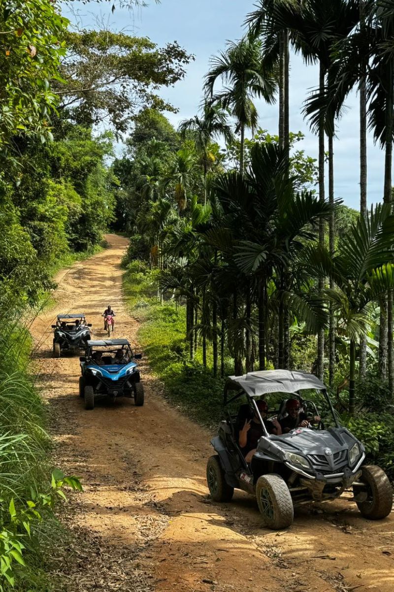 ATVs on a dirt road surrounded by lush greenery