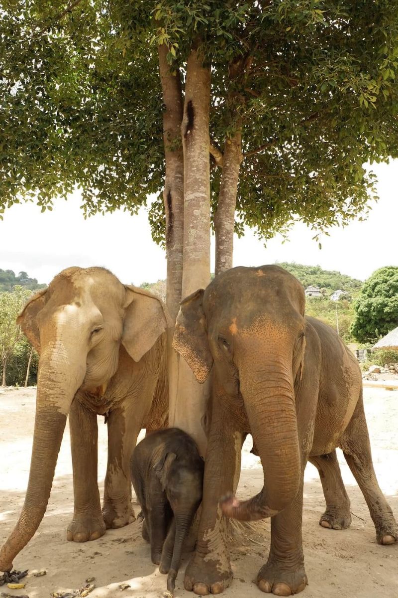 Three elephants standing under a tree in a natural setting