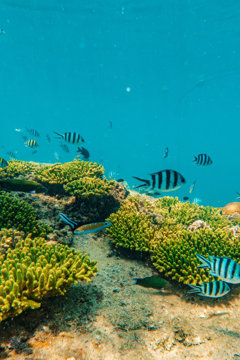Fish swimming near coral in a clear blue underwater scene
