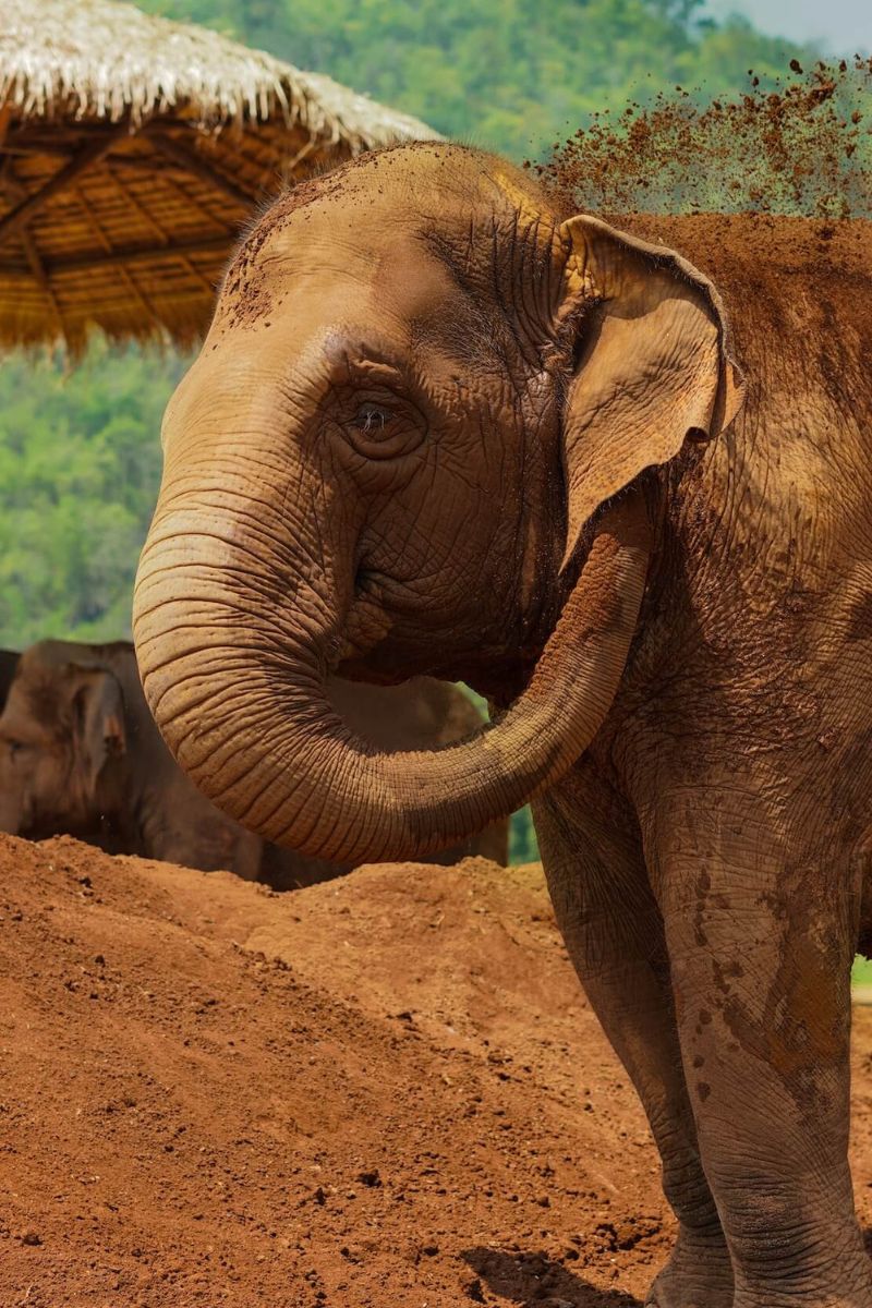 Elephant standing on a dirt ground with a blurred natural background