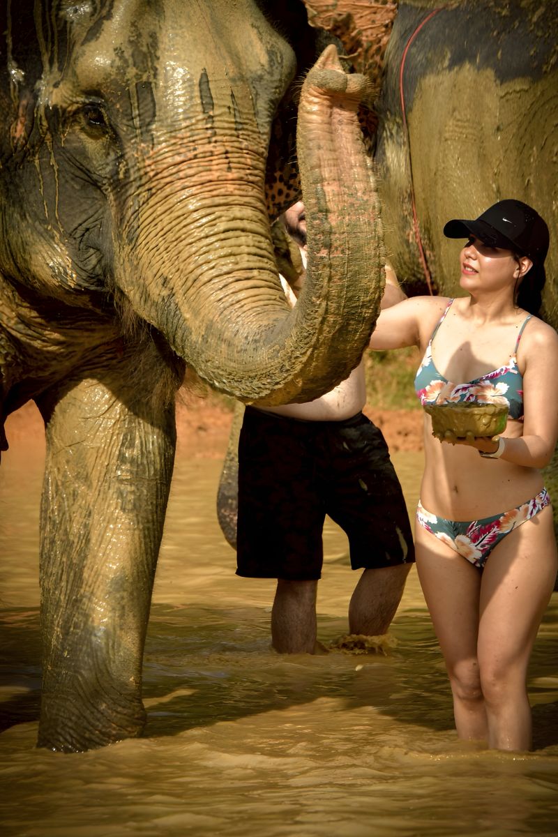 Woman in a swimsuit interacting with an elephant in water