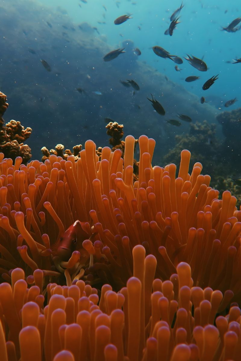 Close-up of vibrant orange coral with small fish swimming in the background.