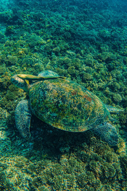 Tortoise swimming in a marine environment with green algae.
