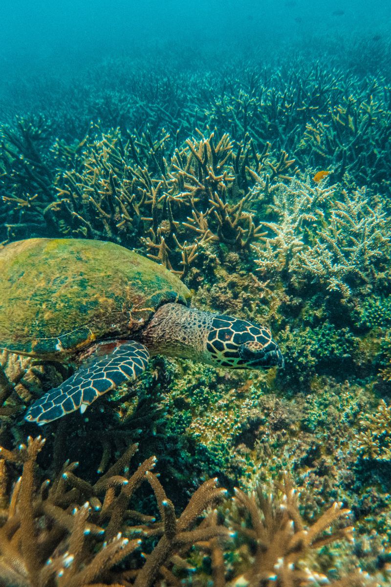 Green sea turtle swimming among coral reefs underwater