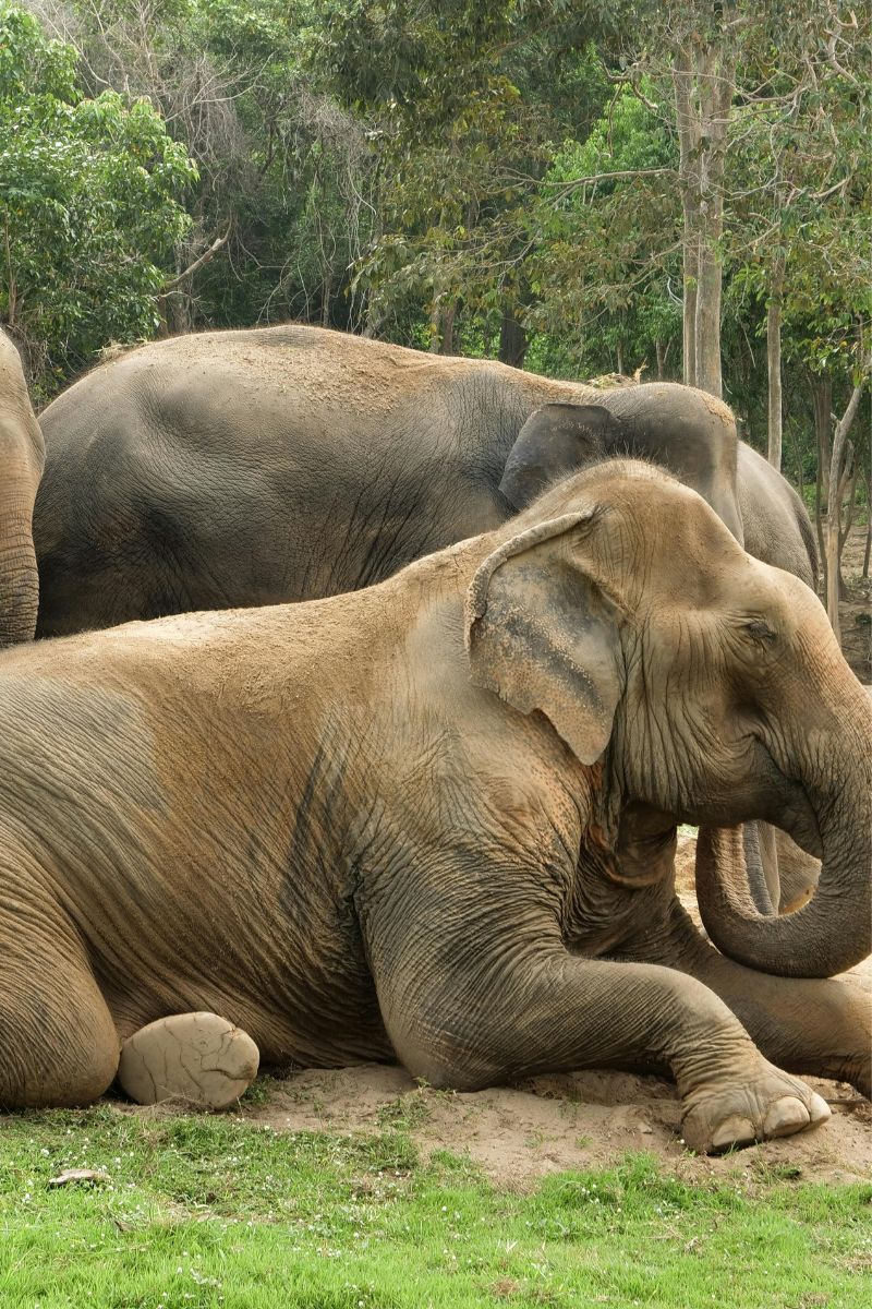 Two elephants in a natural setting with trees and grass.