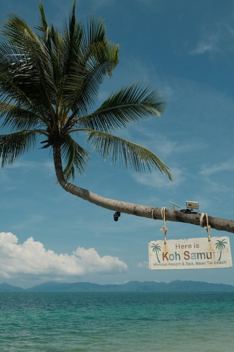 Palm tree with a 'Here is Koh Samui' sign against a blue sky and ocean.