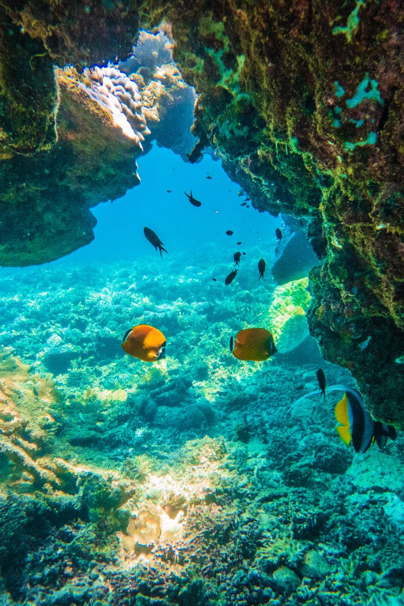 Underwater scene with fish swimming near a coral reef