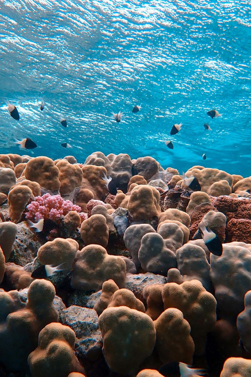 Close-up of a coral reef with small fish swimming above in clear blue water.