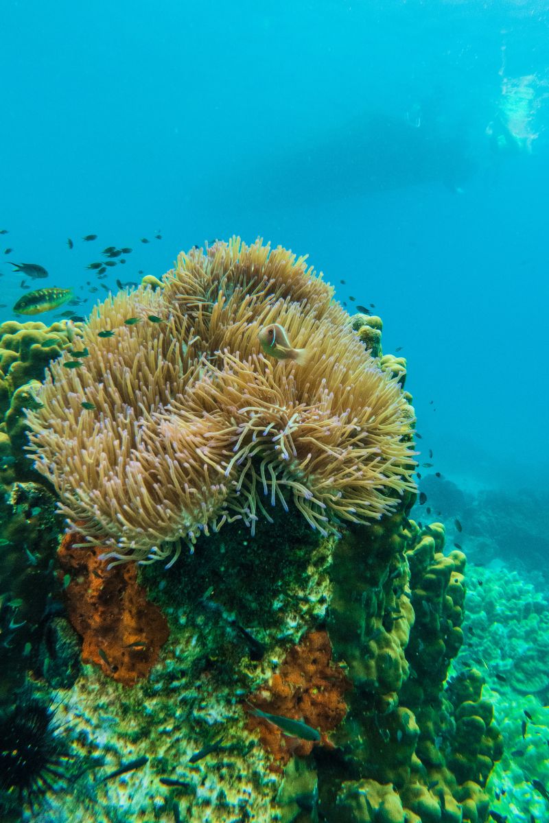 Underwater scene with a large coral formation and small fish in clear blue water.