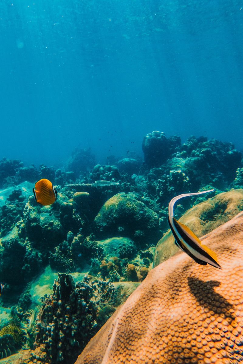Two fish swimming near coral in an underwater scene